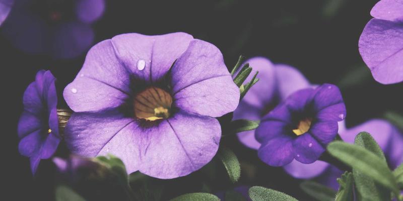 数学证明的思维艺术：如何通过严谨推导实现智力开发与认知提升