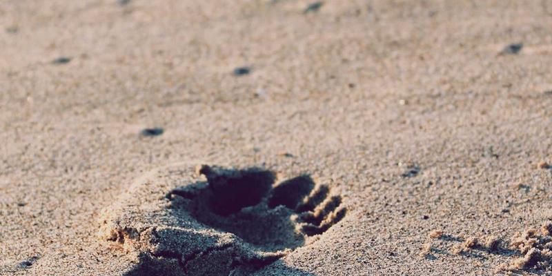 智力开发新维度：掌握辩论中的逻辑攻防，打造卓越批判性思维