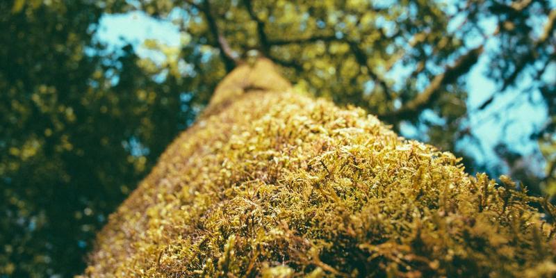 用逻辑思维穿透财报迷雾：批判性思维如何重塑你的投资分析能力