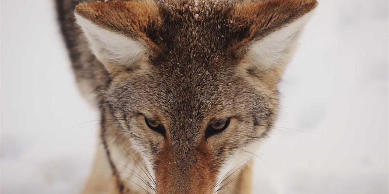 科学思维方法论：掌握假设、实验与结论的逻辑链条，实现认知提升与逻辑思维训练